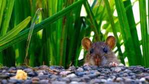 Kakšna trava se bo pomagala znebiti miši: rastlin, ki se jih bojijo glodalci